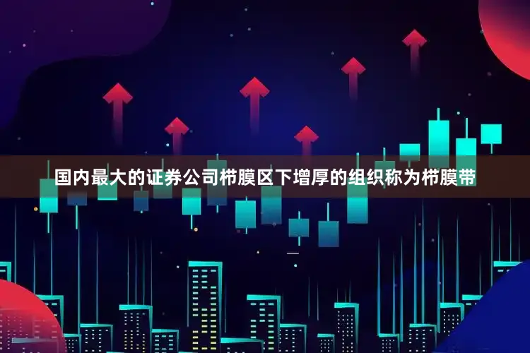 国内最大的证券公司栉膜区下增厚的组织称为栉膜带
